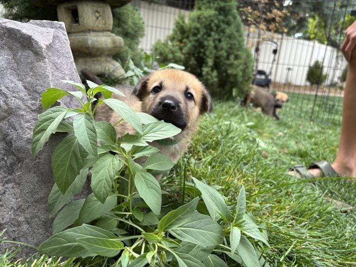 chinook dog